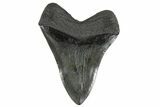 Fossil Megalodon Tooth - South Carolina #258783-2